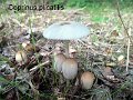 Parasola plicatilis-amf513